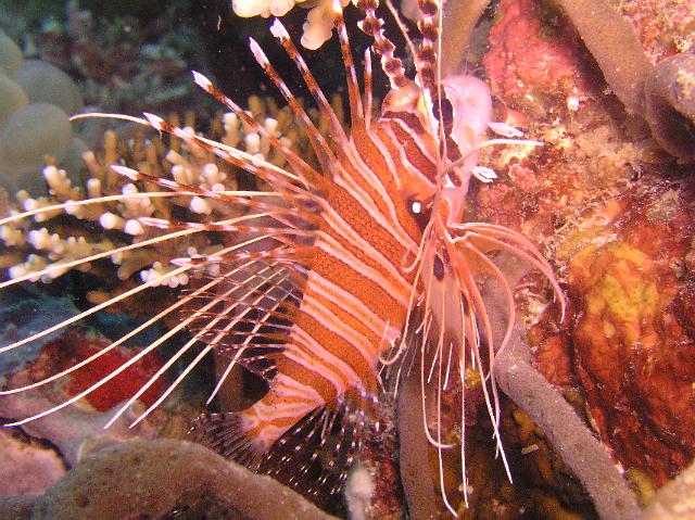 1.Rotfeuerfisch 19.JPG